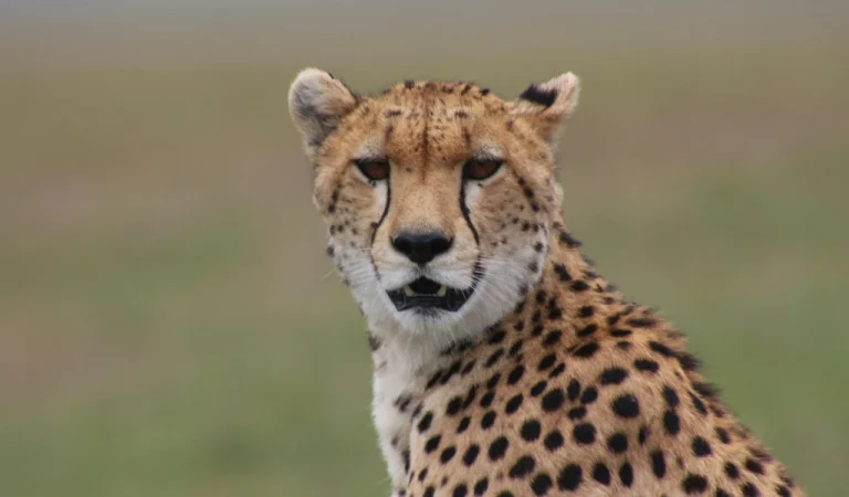 Cheeta
