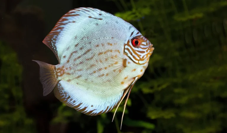 discus