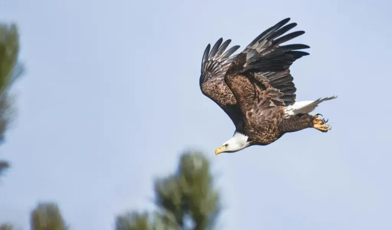 amerikaanse zeearend