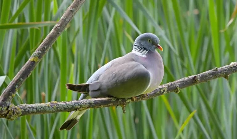 houtduif
