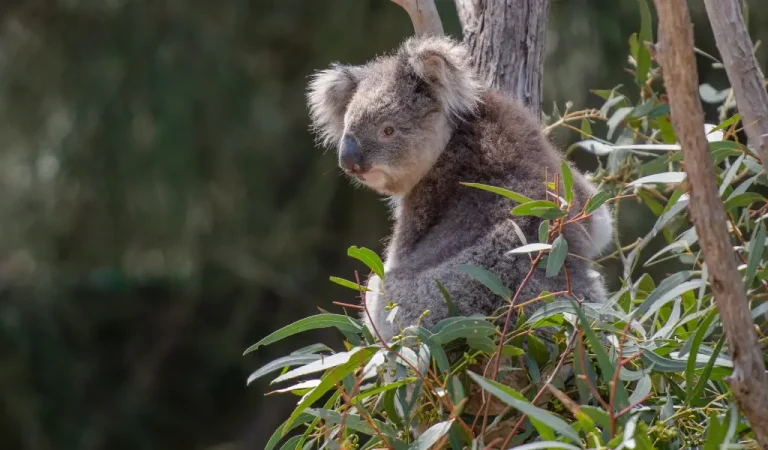 koala