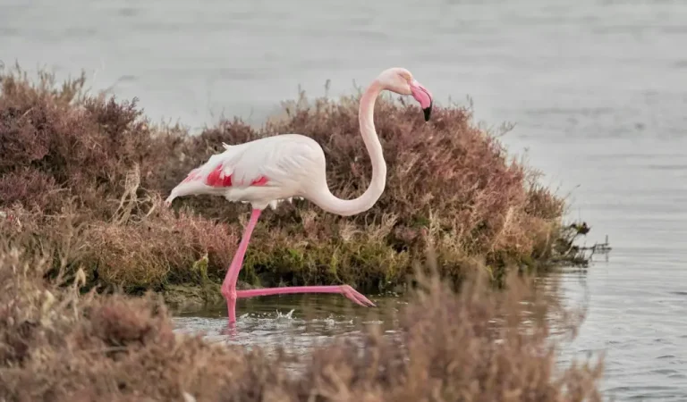 roze flamingo