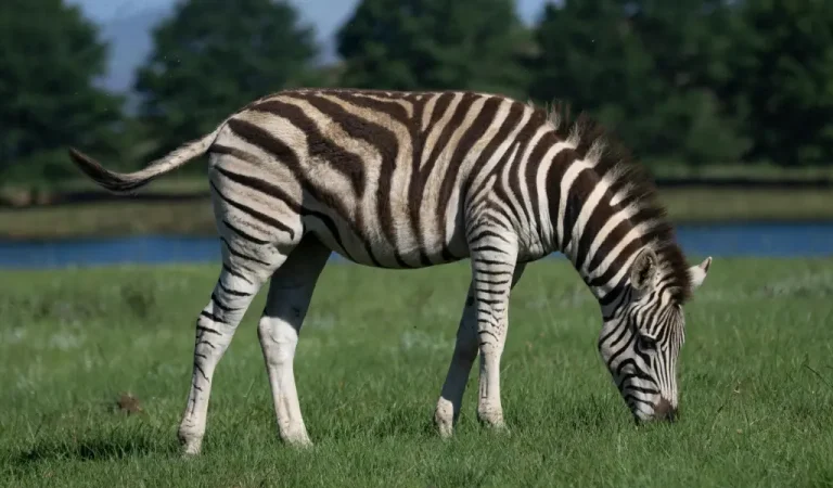 zebra