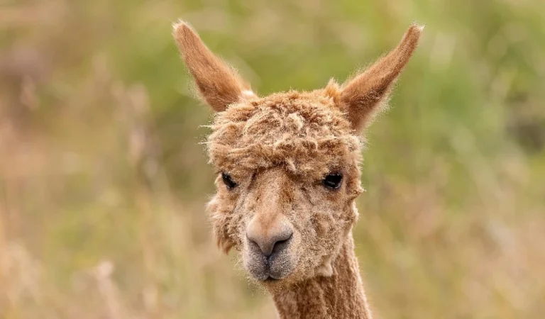 alpaca