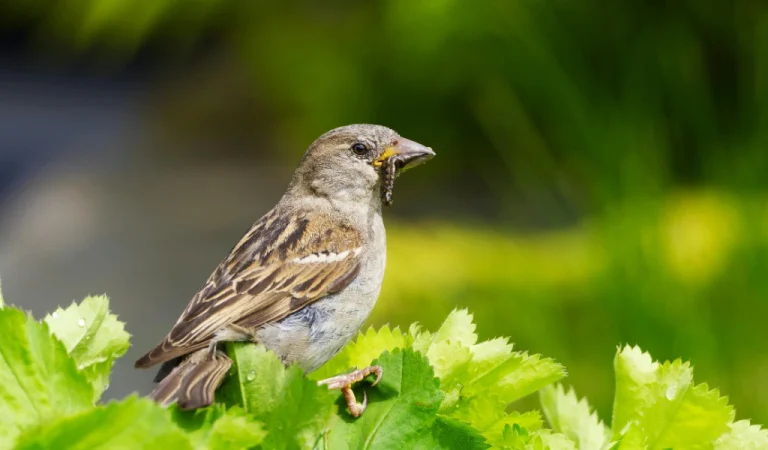 De huismus verdwijnt uit het straatbeeld