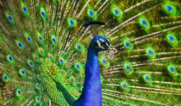 Alles over de kleurrijke wereld van de pauw